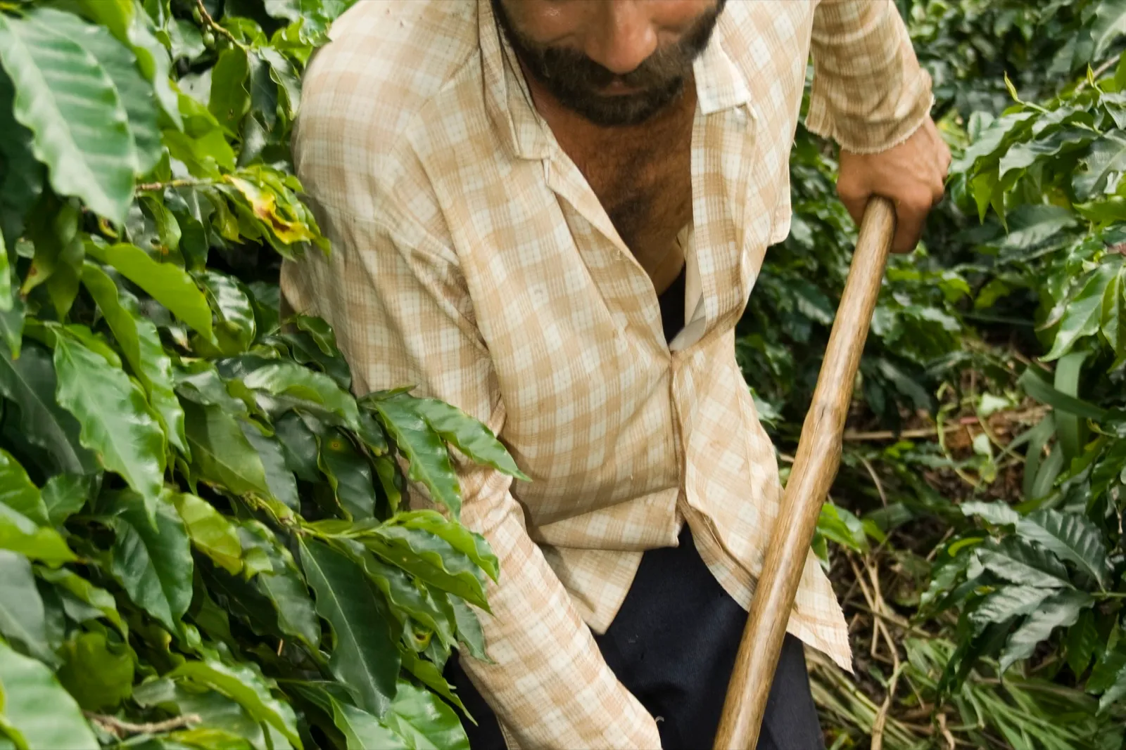Trabalhador rural entre pés de café, segurando uma ferramenta em uma lavoura