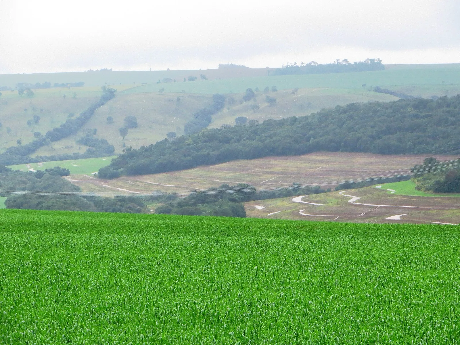 Lavoura de trigo verde em primeiro plano, com colinas, mata e áreas de solo exposto ao fundo, em Céu Azul, no Paraná