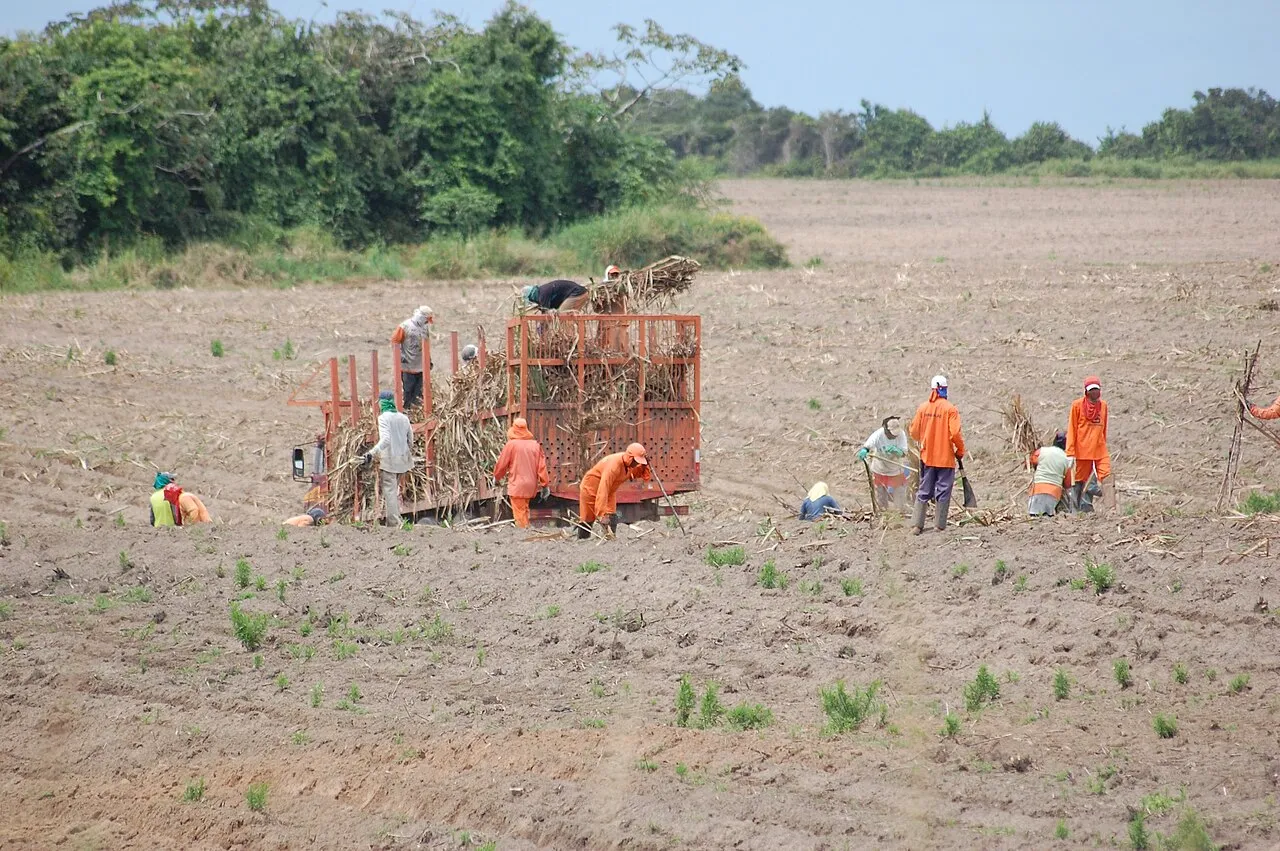 Trabalhadores cortam cana-de-açúcar à mão em um canavial, em Alagoas