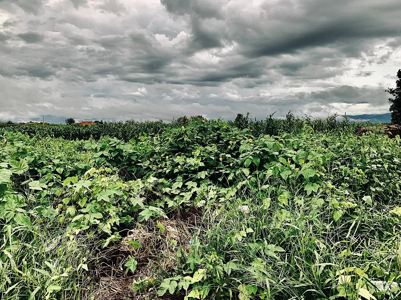 Plantação de milho em área de caatinga, no interior do Ceará