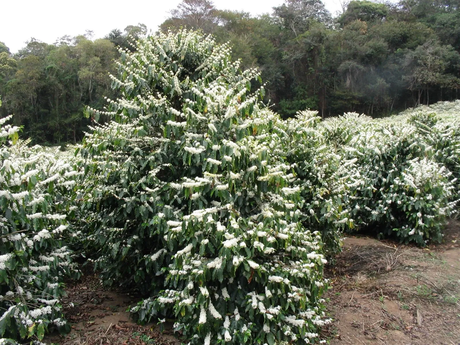 Cafezal em plena florada, com ramos cheios de flores brancas de café arábica, em plantação de Matipó, Minas Gerais