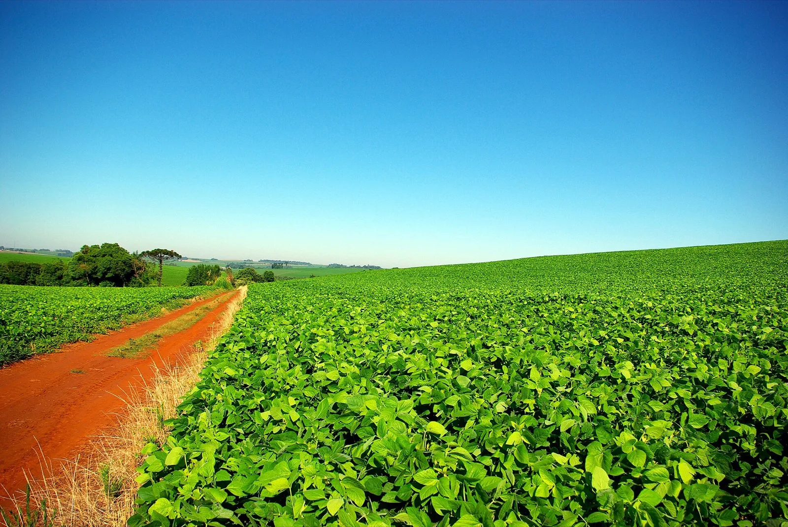 Lavoura de soja verde sob céu azul, com estrada de terra vermelha ao lado, em área rural do Rio Grande do Sul