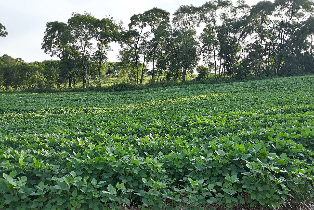 Plantação de soja ao entardecer na Linha Olaria, em Novo Barreiro, no Rio Grande do Sul