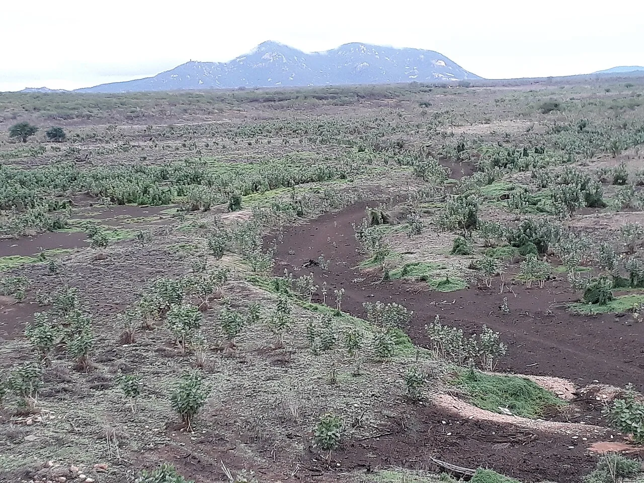 Leito seco de um açude com solo escuro e vegetação rasteira, e uma serra ao fundo, no semiárido cearense